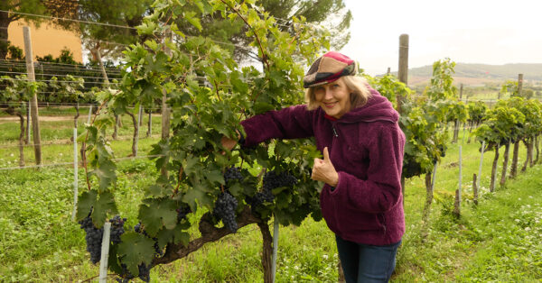 Vendemmia 2021 Fattoria Le Terrazze